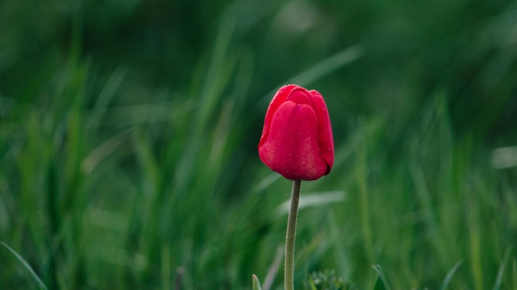 How Democratic Republic of the Congo Pinterest bloggers can collaborate with Turkey advertisers in 2025