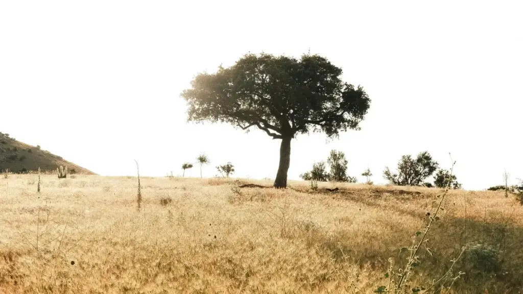 Mosala ya ndenge nini ba créa na RDC bakoki kosolola na marques ya Bahreïn na Lazada mpo na kolakisa habitudes sante mpo na followers na bango, kolanda misala ya makasi lokola Lazada–Tmall na partenariat ya Zoho–Tamkeen.