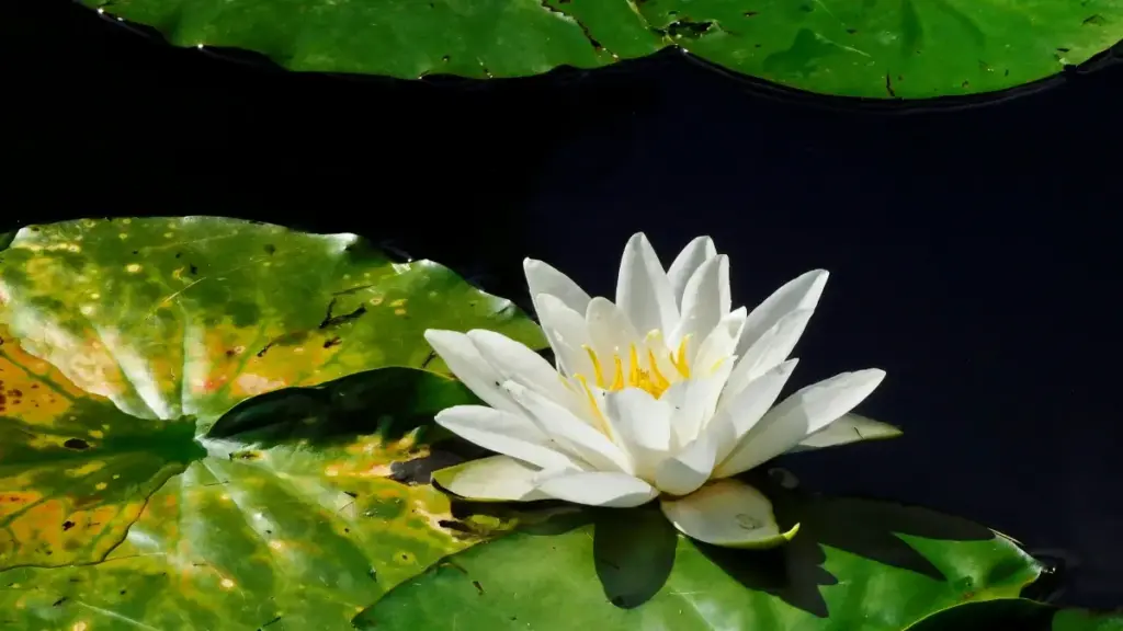 Maloba pe makambo oyo esengeli pona kozwa Etsy creators oyo bazali Cyprus mpo na sponsoring ya behind-the-scenes content.