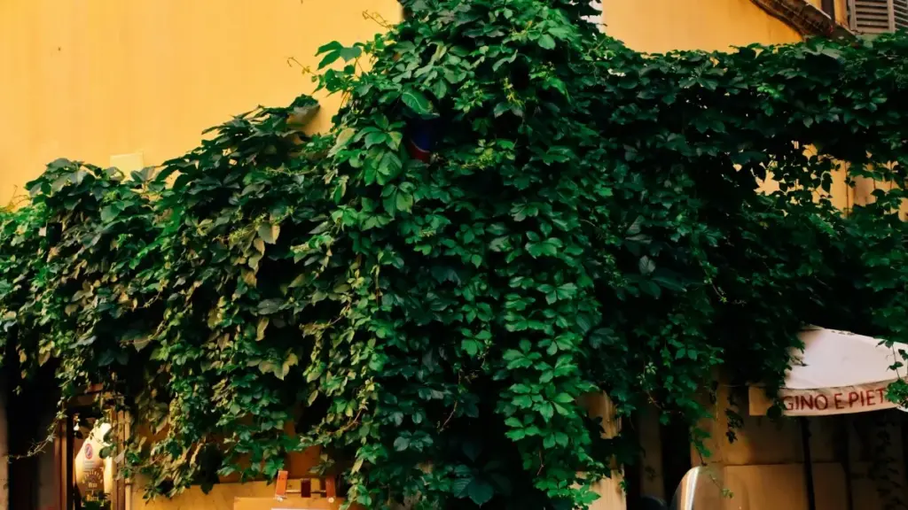 Makambo ya ndenge nini olingi kosolola na marques ya Venezuela na Moj mpo na kolakisa giveaways — ndenge ya kosala contact, pitch, na logistique, na maloba ya solo.