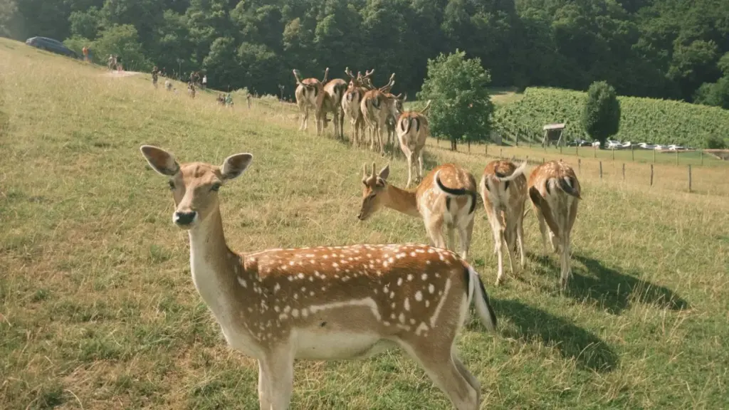 Makambo ya ndenge nini ozonga créateurs ya Colombia oyo basali contenu Disney+ mpo na livestreams, ndenge ya koluka bango, kosolola na bango, mpe kosilisa message ya brand na bango.