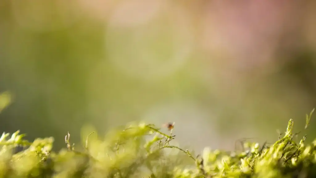 Maloba ya nini: misala ya ndenge ozwi marques ya Tunisie na Apple Music mpo na kosala contenu oyo ekotonga fans — makambo ya pratique, exemples, mpe outils.