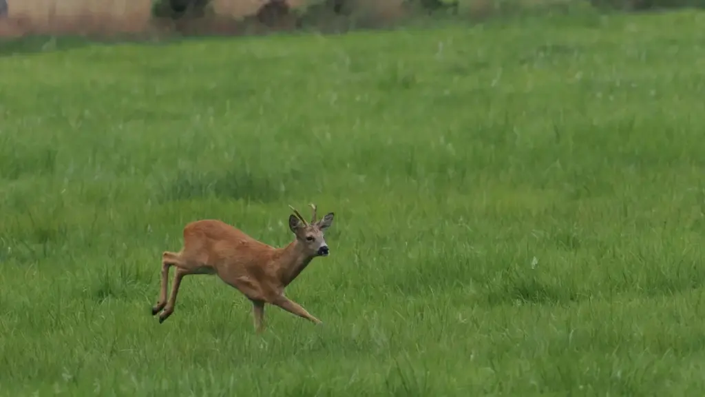 Makambo ya pratique mpo na kozwa ba marques Kanada oyo ba affichent na Hulu, kosala contact, kolimbola conformité, mpe koyekola Herbal Dispatch lokola étude ya cas.