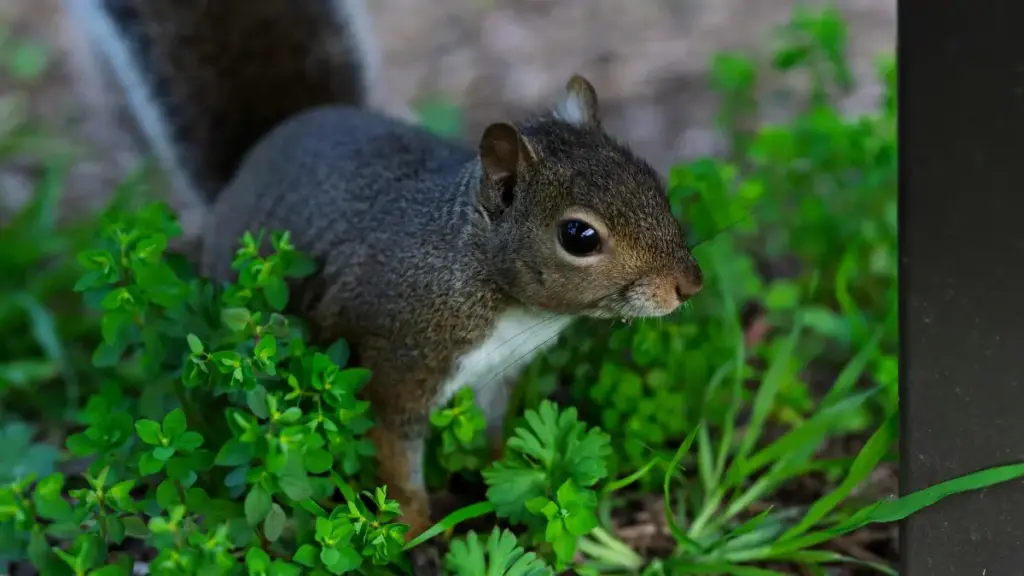 Maloba ya kokende liboso mpo na ndenge ya koluka, kosolola, mpe kolimbisa WeChat creators ya Japon mpo na promotion ya biloko sika; conseils pratiques mpo na marketer na RDC.