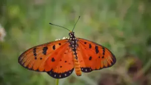 Maloba moke mpo na ba-advertisers na RDC: ndenge ya kosomba, koluka mpe kosolola na Etsy creators ya United Kingdom mpo kosala visibilité ya destinations ya voyage.