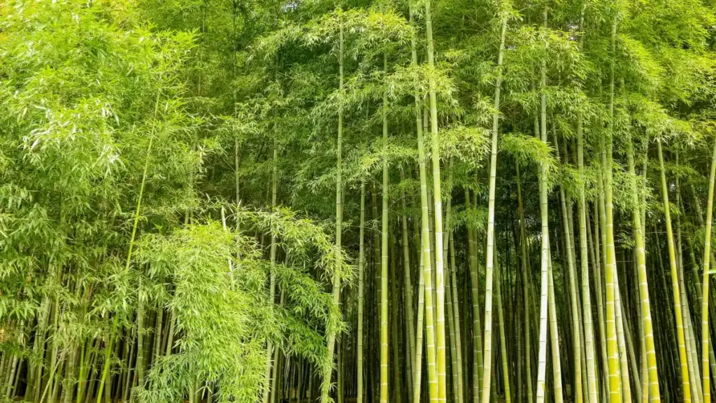 Mise na ndenge ya kosolola na marques ya Irlande na Apple Music mpo na kosangisa healthy habits na followers; conseils pratiques, seeding, ads, playlist pitching.