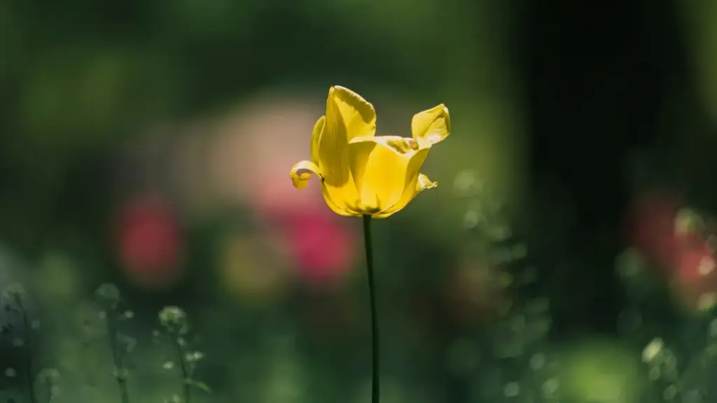 Makambo ya ndenge nini ozo kozwa opportunités UGC na marques tunisiennes oyo bazali na Etsy, trifia ndenge ya contact, stratégie ya contenu, mpe misala ya localisation.