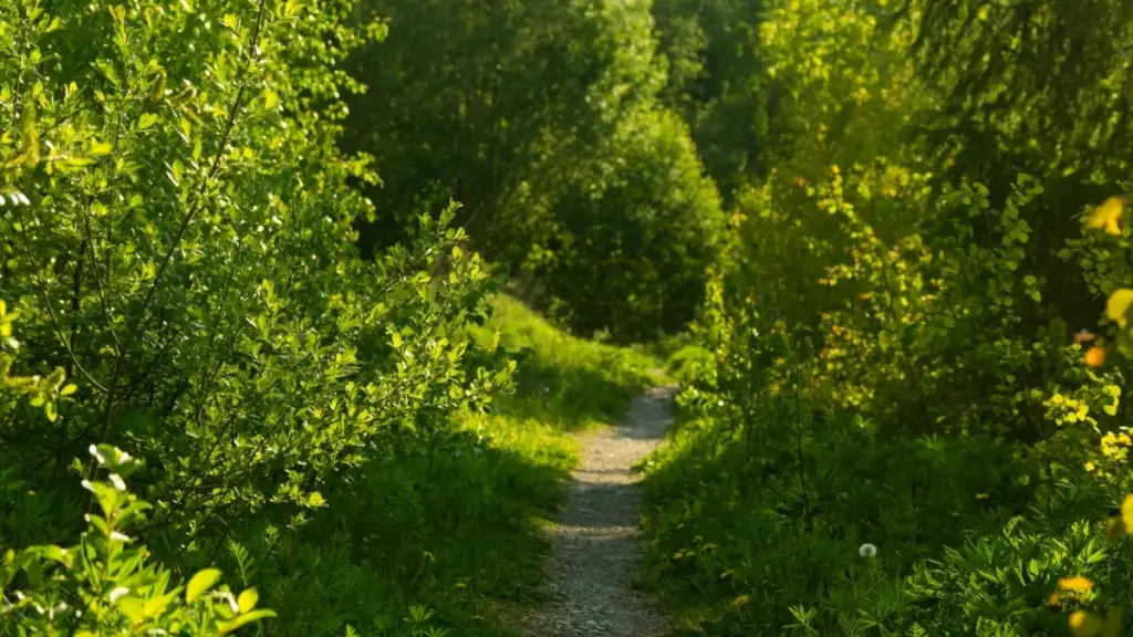 Maloba oyo epesi ndenge ya kozwa bamakanisi (creators) ya Amazon na États-Unis mpo na kokabola installs ya mobile app; conseils pratiques, stratégies lokalizé, mpe outils.