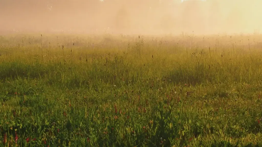 Maloba ya ndenge nini ba créateurs na RDC bakoki kozwa brands ya Ukraine na Josh mpo na koloba tuku ya branded tutorials, stratégie pratiques, risques mpe outils.