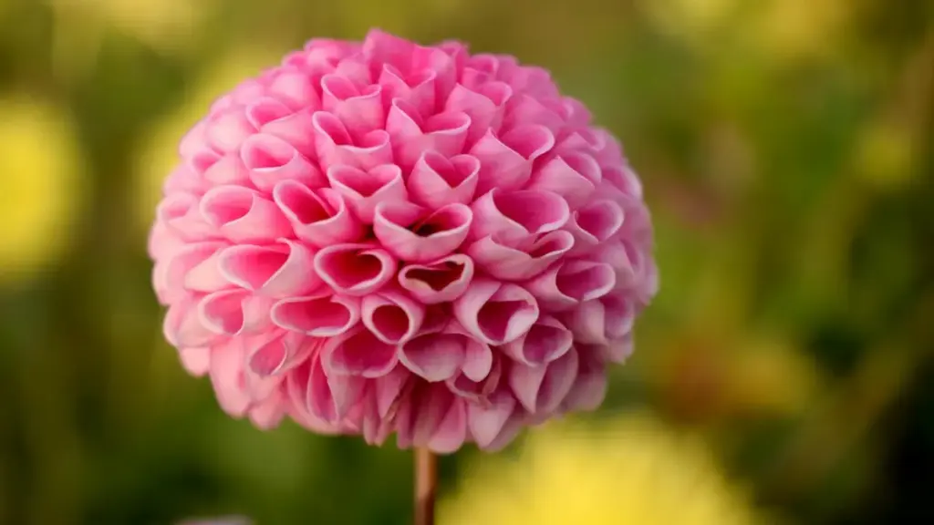 Soki olingi kosalisa game keys na Instagram na brand ya Mongolie, ndenge ya'boye ezali mpo na contact, partenariat, mpe réglementation locale.