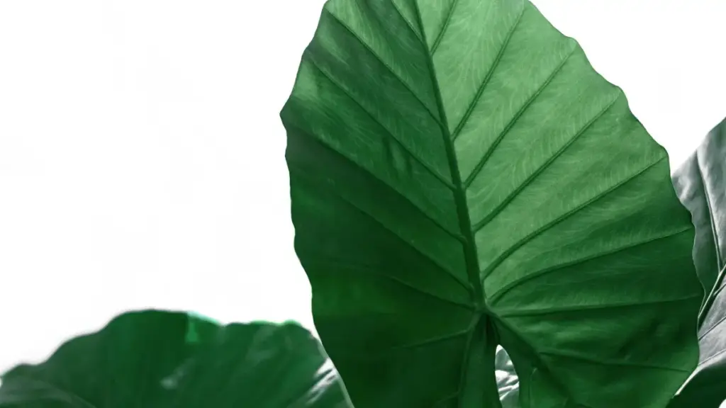 Koteya ba-créateurs na RDC ndenge ya kosolola na brand ya Netherlands na Xiaohongshu mpo na ba before/after transformations, na tips pratiques, table ya data, FAQ mpe liens ya further reading.