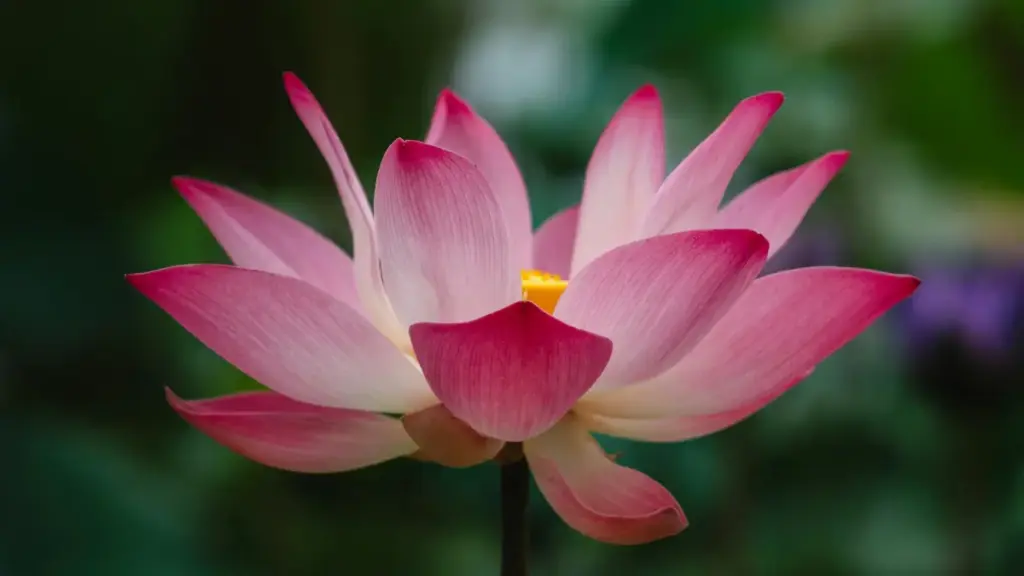 Mawa ya kosala sponso na Apple Music na Slovakia — ndenge ya kosolola na marques, kosala pitch, mpe ndenge ya kosala streaming ya game content.