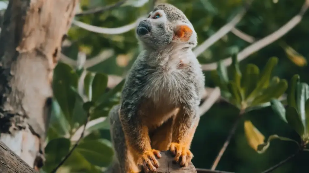 Makambo ya ndenge na ndenge mpo na kotia bango na OnlyFans ya Peru pona kobeta ba fans ya miziki; stratégies pratiques, outils, mpe risques.