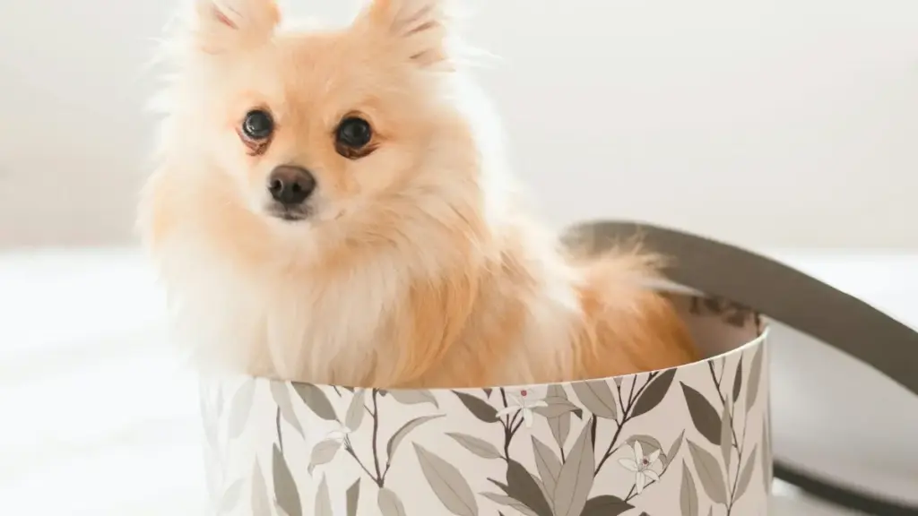 Maloba ya ndakisa mpo na ba créateur na RDC: ndenge ya kosenga brand ya Mongolia na Instagram mpo na kolingana na game publishers, avec tactique locale, etikete ya UGC, mpe VPN.