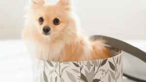 Maloba ya ndakisa mpo na ba créateur na RDC: ndenge ya kosenga brand ya Mongolia na Instagram mpo na kolingana na game publishers, avec tactique locale, etikete ya UGC, mpe VPN.