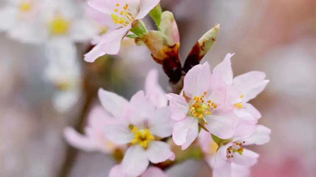 Mokanda oyo ezali moko ya ndenge ya kokota na marques ya Nigeria na Viber mpo na kosala vidéo ya réaction ya chanson — makambo pratiques, templates, mpe conseil local.