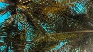 Mpo na brand ya beauté oyo ezali kobanda, ndenge ya koluka ba créateurs Chingari na Tanzania, kotala audience, mpe kosala campagne oyo ekotinda bato koloba.